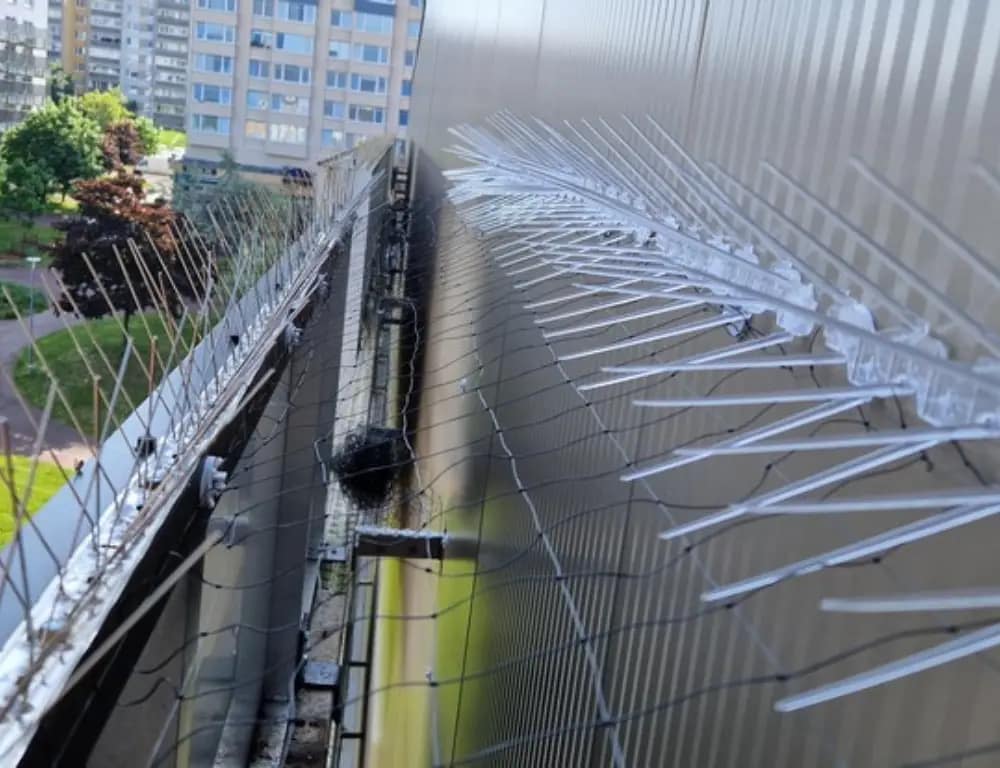 bird spike and wire mesh