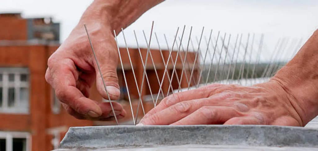 سبايك حمامة