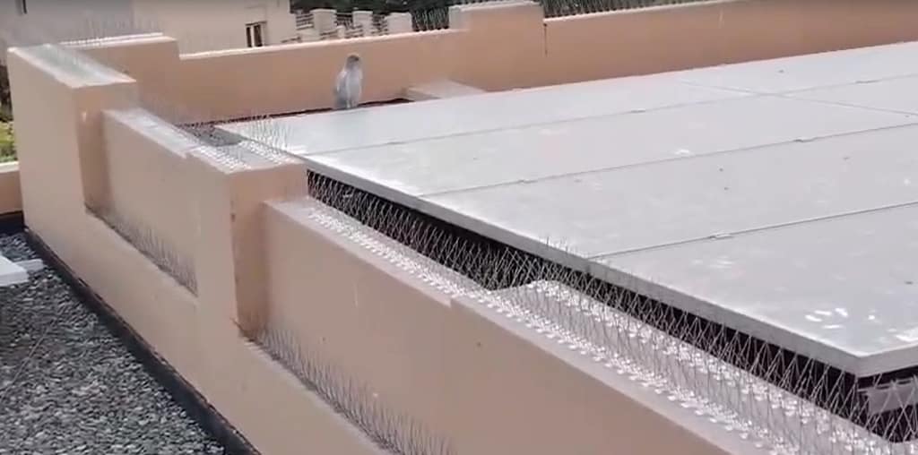 bird spikes on rooftops