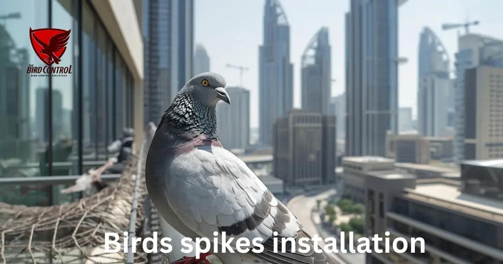 Bird control in Dubai