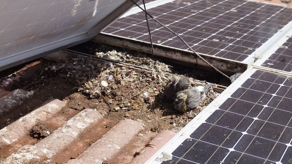 what affect solar panel bird