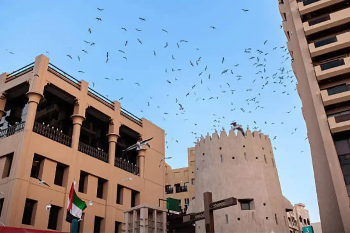 You are currently viewing الدليل الشامل في مكافحة الحمام: طرق طرد الطيور والوقاية النهائية