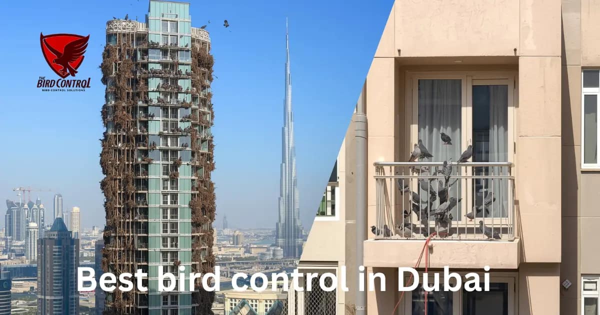 You are currently viewing Bird Control in Dubai – Professional Solutions by Bird Control Dubai