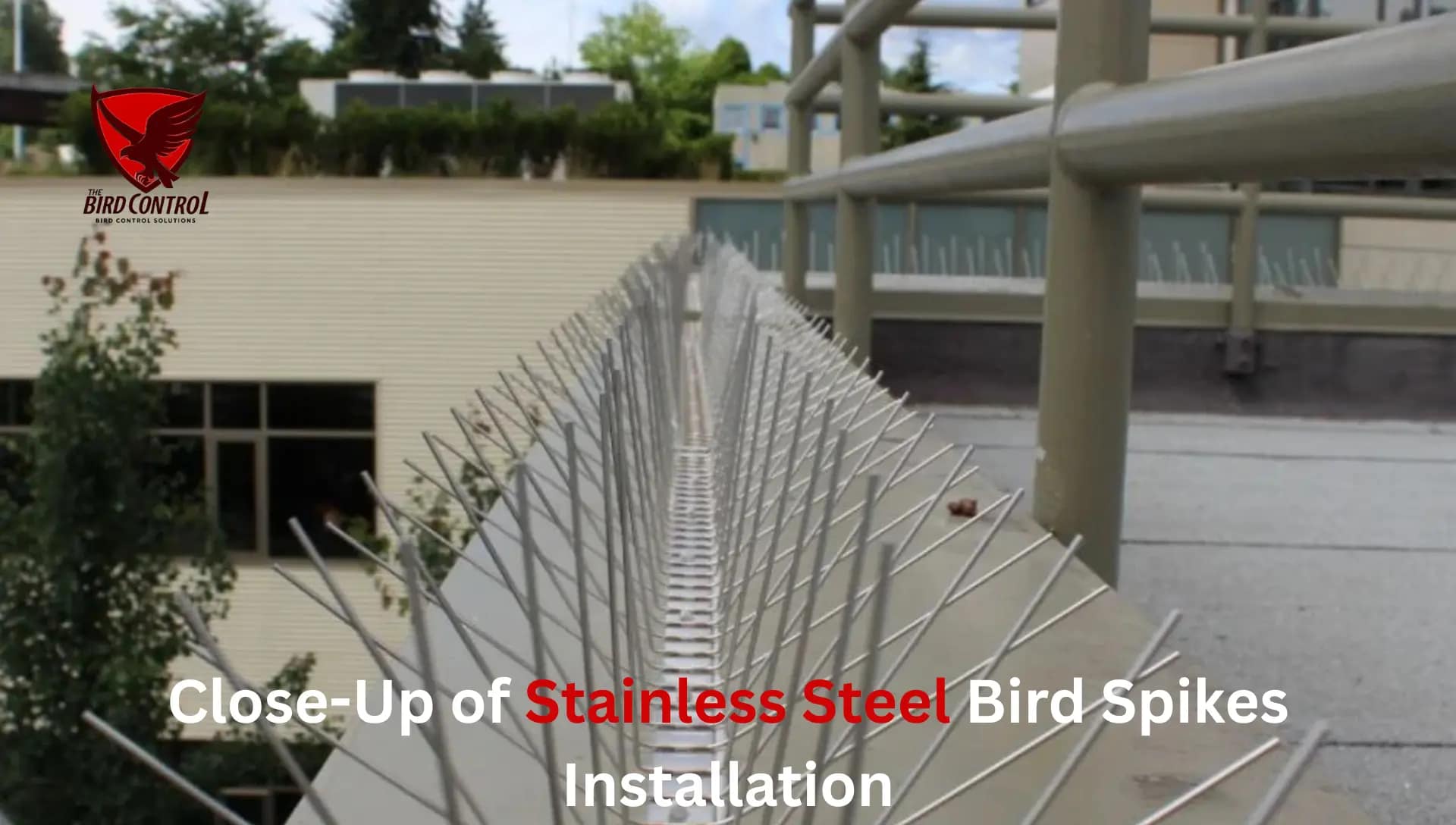 You are currently viewing  Stainless Steel Bird Spikes – The Ultimate Pigeon Control Solution in Dubai