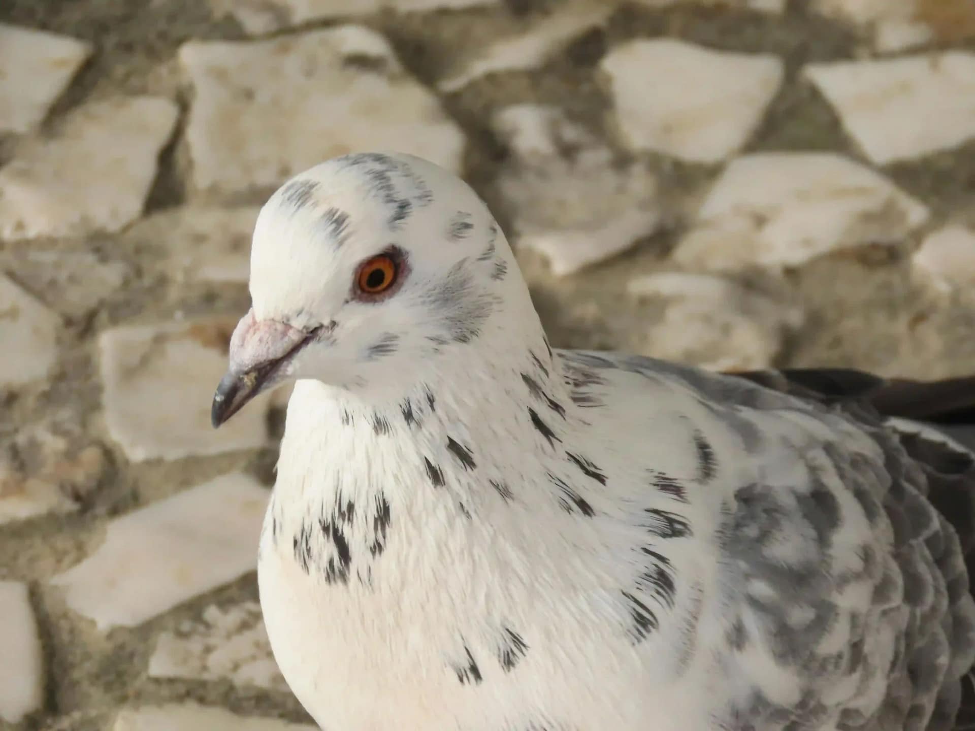 You are currently viewing سبايك حمامة: الحل الأمثل لمكافحة الحمام في دبي والإمارات