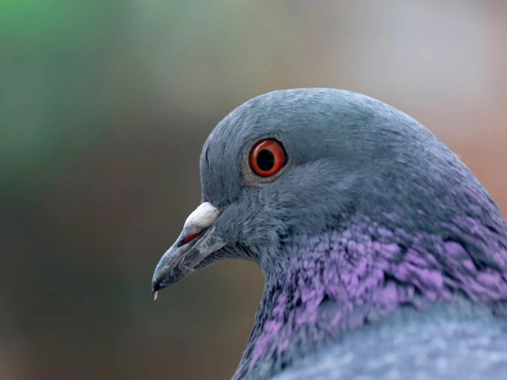 You are currently viewing طارد الحمام: الحل الأمثل للتخلص من الحمام في دبي