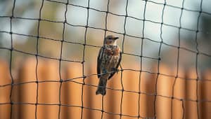 Bird netting solution