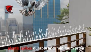 Read more about the article Plastic Bird Spikes in Dubai – Affordable & Effective Pigeon Control