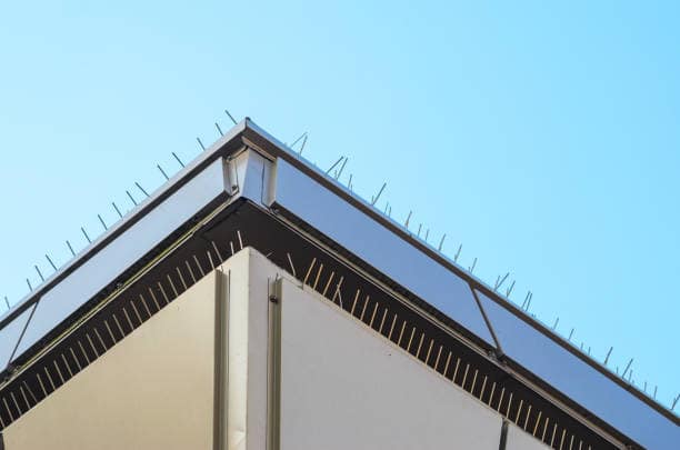 bird spikes on rooftop