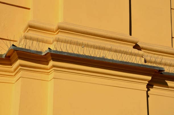 You are currently viewing Bird Spikes vs. Netting vs. Pigeon Spikes: Which is the Most Effective Solution for bird Control in Dubai
