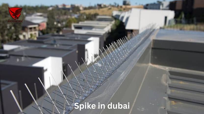 Pigeon Spikes in Dubai: The Ultimate Solution for Bird Control 2 Pegion spikes<br />
<br />